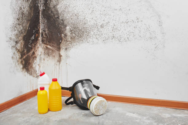 Best Mold Cleaning Services  in League City, TX