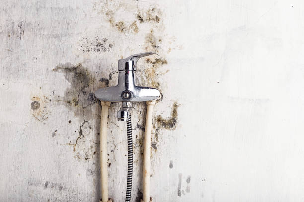 Best Mold Removal Near Me  in League City, TX