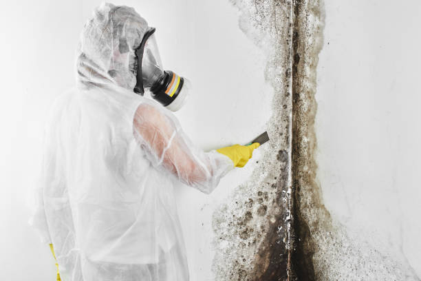 Best Affordable Mold Removal  in League City, TX