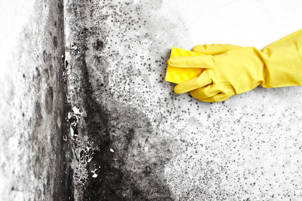 Best Mold Removal Company Near Me  in League City, TX