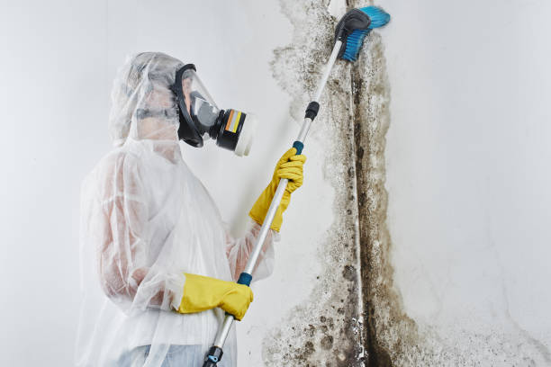 Best Same-Day Mold Removal  in League City, TX