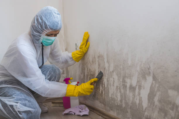 Best Local Mold Removal Service  in League City, TX