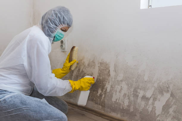 Best Home Mold Removal  in League City, TX