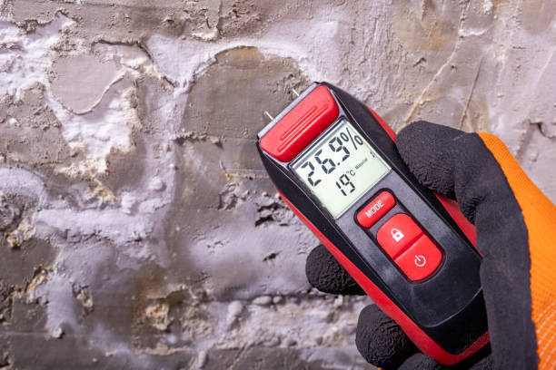 Best Mold Damage Repair  in League City, TX