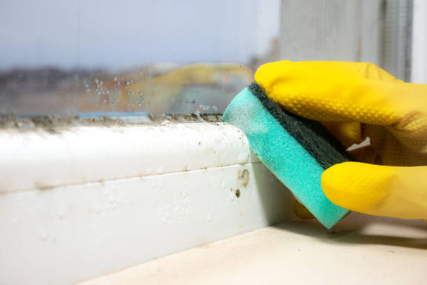 Best Residential Mold Removal  in League City, TX