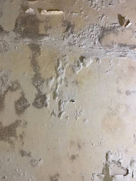 Best Best Mold Removal Companies  in League City, TX
