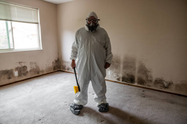 Best Attic Mold Removal  in League City, TX