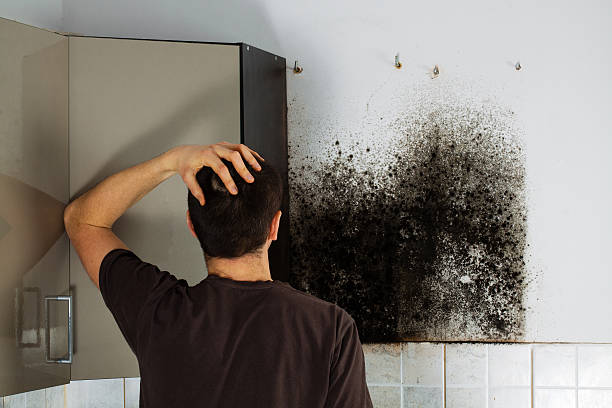  League City, TX Mold Removal Pros