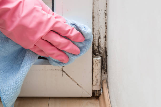 Best Professional Mold Removal  in League City, TX