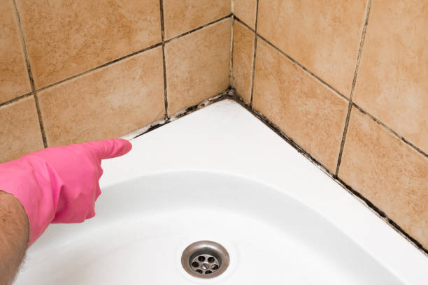 Best Black Mold Removal  in League City, TX